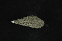 藏品(結節蜷)的圖片